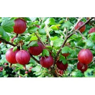Agrastai HINNOMAKI RAUDONI