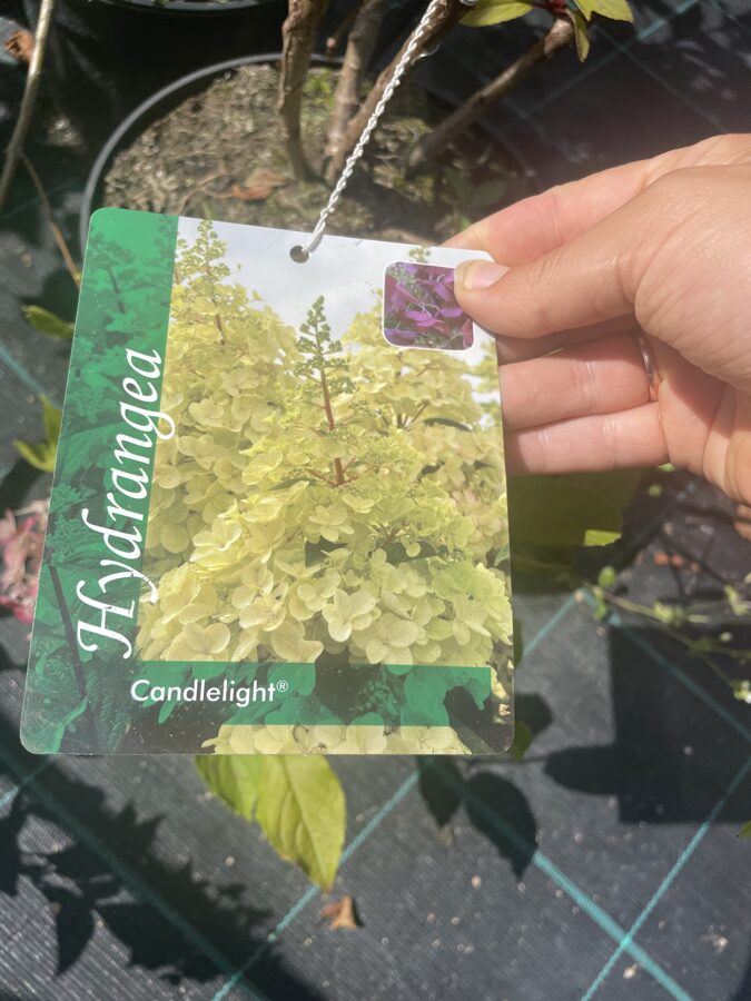 Šluotelinė hortenzija – ‘Candlelight’ (Hydrangea paniculata)