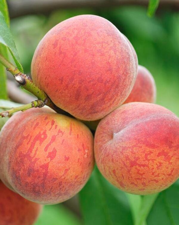 Savidulkių persikų rinkinys