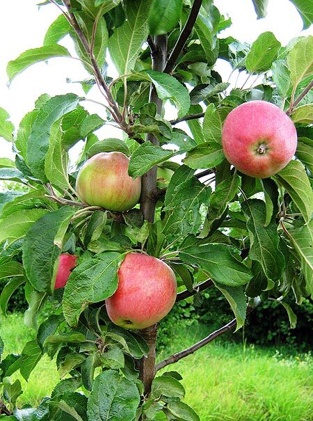 Koloninė obelis ‘Uldis’