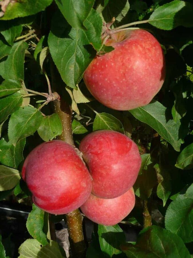 Koloninė vasarinė obelis BAIBA