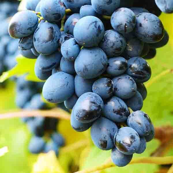 Vynuogė besėklė 'MARS'