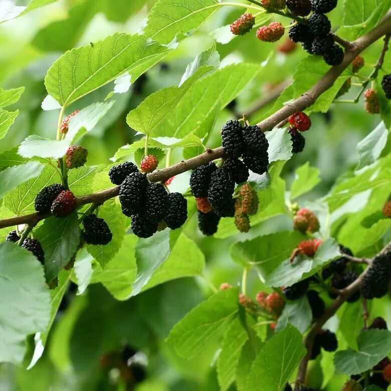 Juodasis šilkmedis 'Morus seedless' 