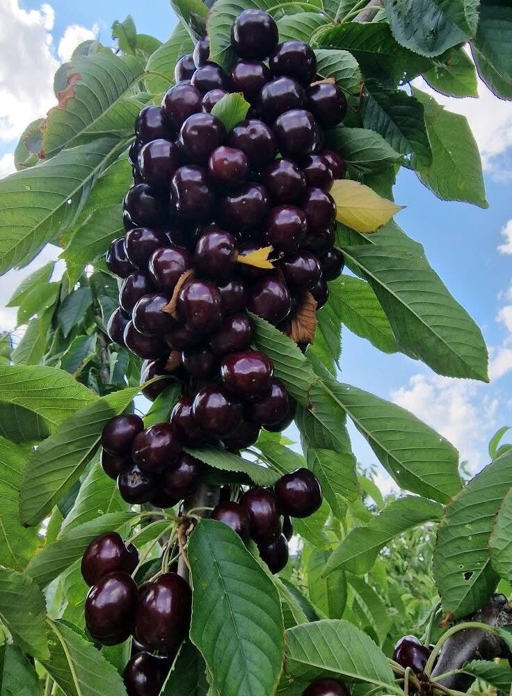 Savidulkė trešnė STACCATO