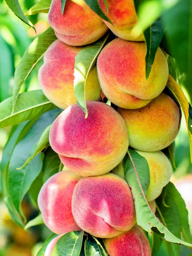 Koloninis persikas ‘AIDA’