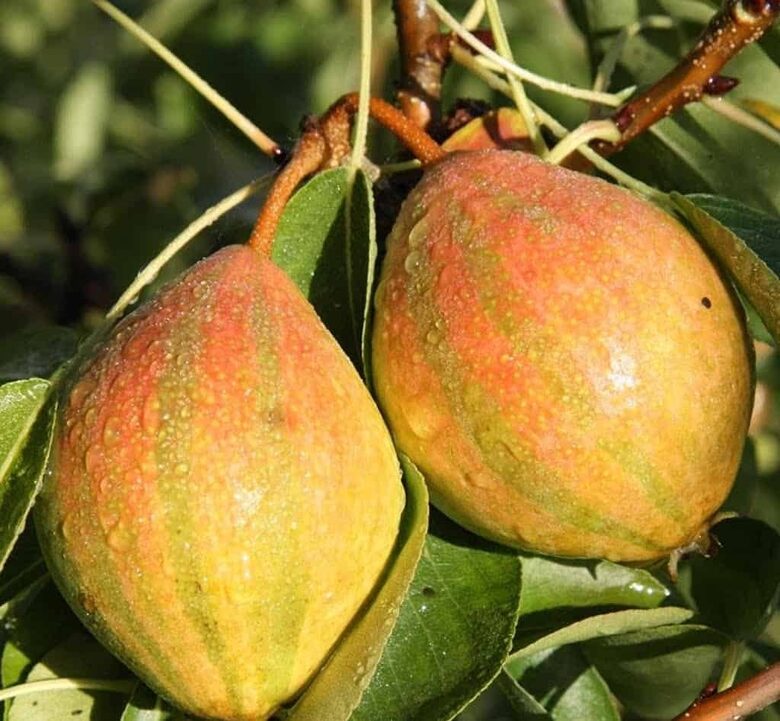 Kriaušė „Schweizerhose“