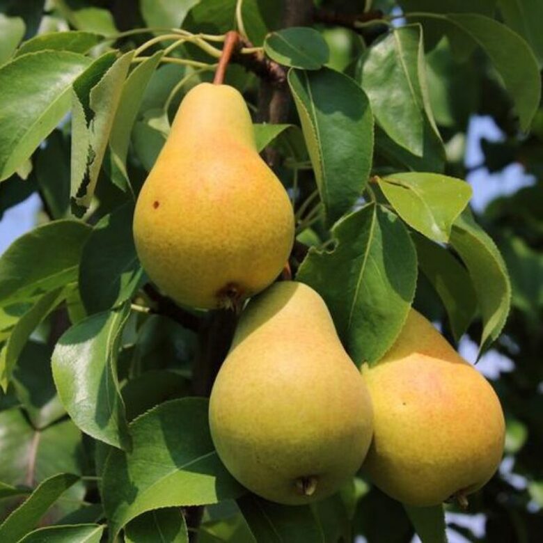 Rudeninė kriaušė Bonkreto williamso