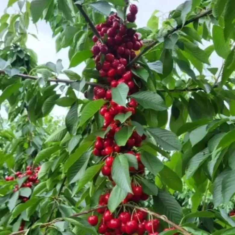 Koloninė savidulkė Trešnė 'KRISTINE'