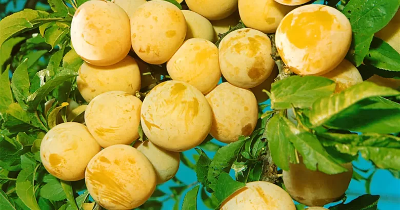 Abrikosinė slyva 'SUNGOLD'