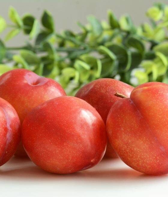 Slyva ‘Oishi Wase’ 