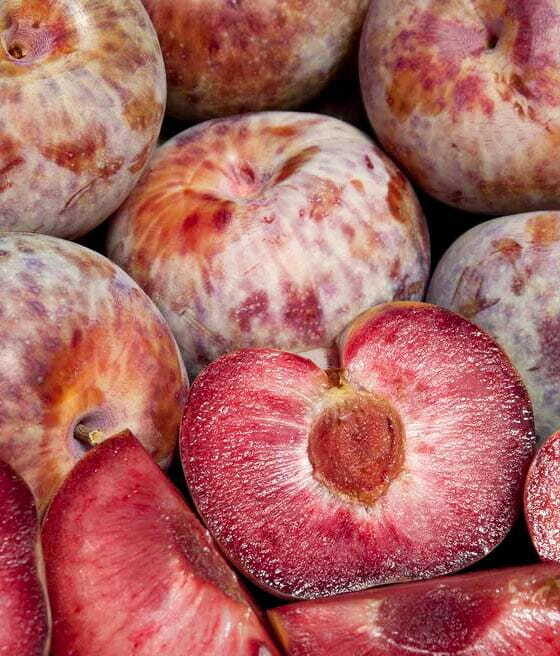 Slyvos abrikoso hibridas ‘Dapple Dandy’