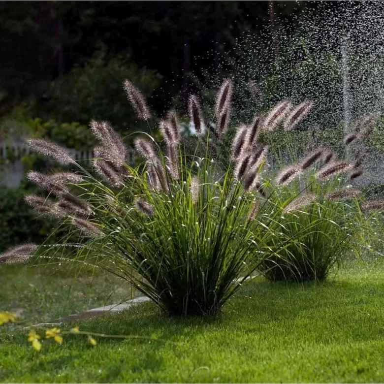 Soruolė BLACK BEAUTY