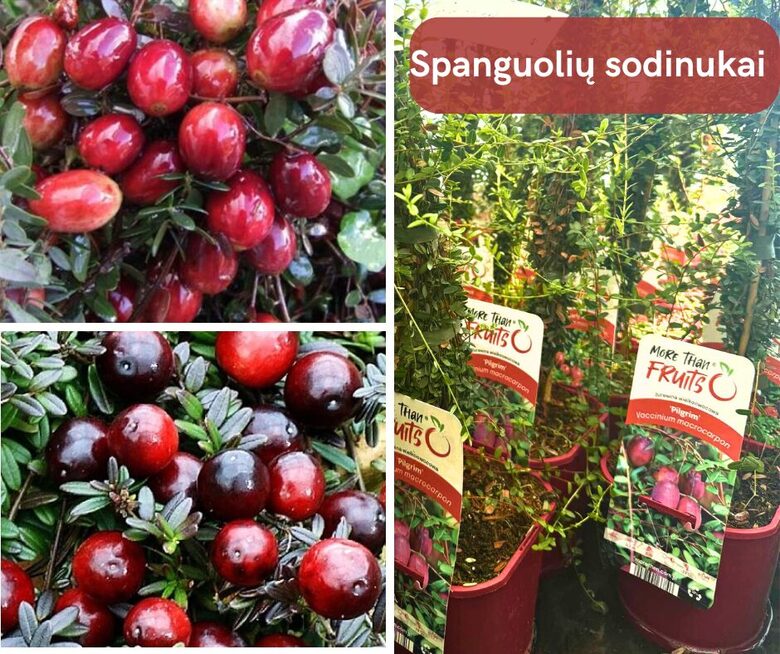 Spanguolių rinkinys PILIGRIM+EARLY BLACK