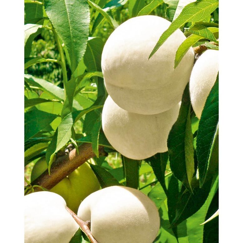 NAUJIENA LIETUVOJE Baltasis persikas  ICE PEACH