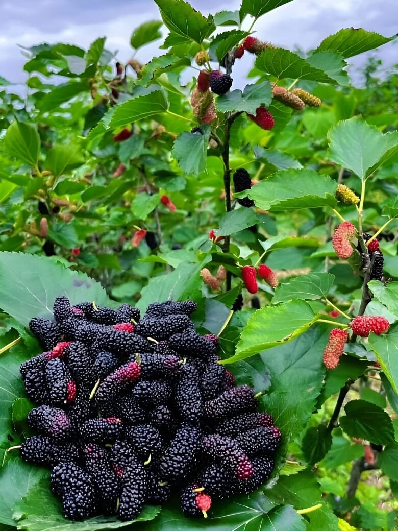 Juodasis šilkmedis 'Morus seedless' 