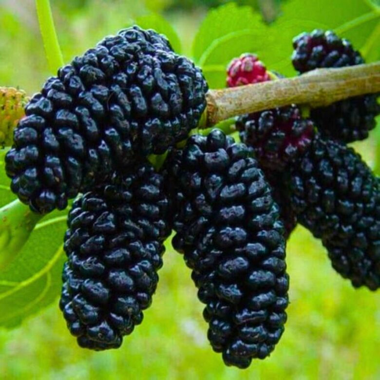 Juodasis šilkmedis 'Morus seedless' 