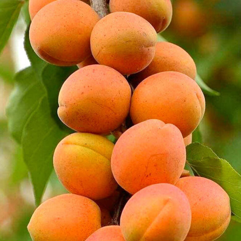 Koloninis abrikosas  ‘COMPACTA’