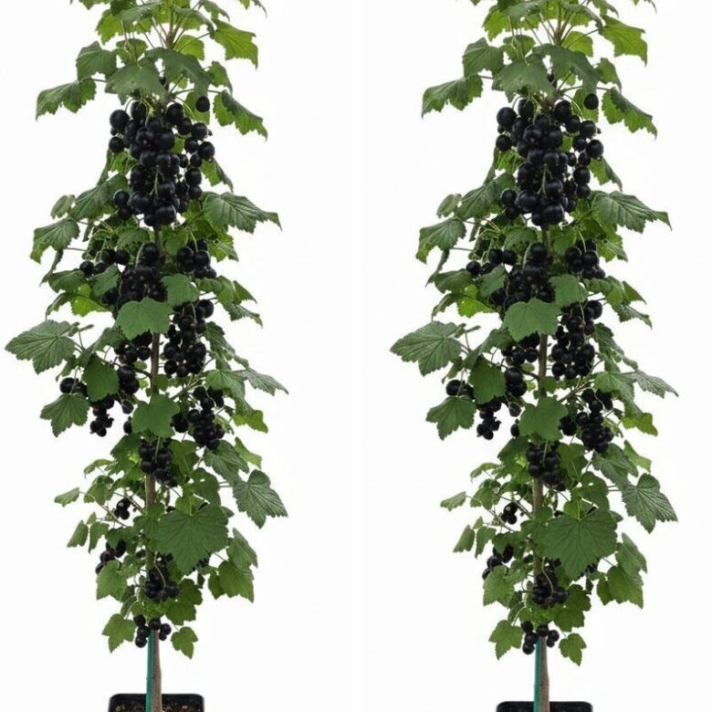 Koloninių juodųjų serbentų rinkinys