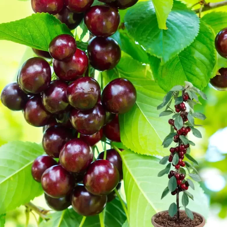 Koloninė vyšnia 'MAYNARD'