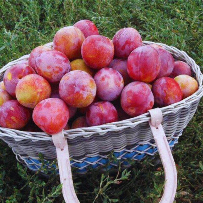 Slyvos persiko hibridas Kuban