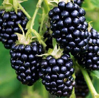 Bespyglė gervuogė 'LOCHNESS'