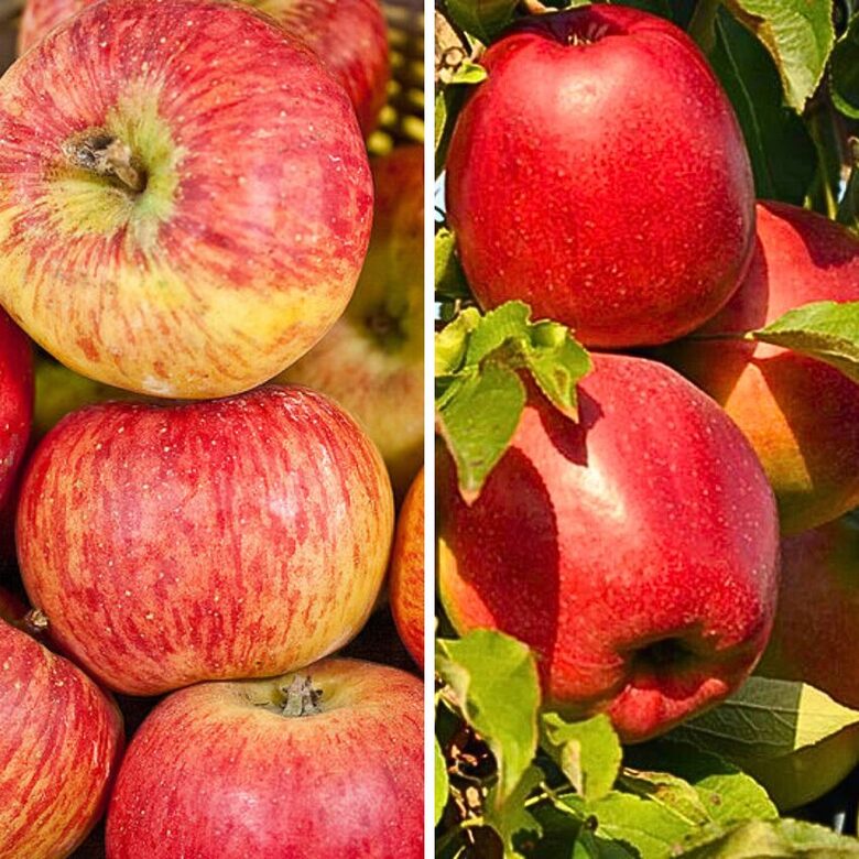 Traškių obuolių rinkinys