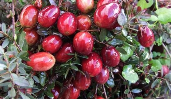 Spanguolė 'PILIGRIM'