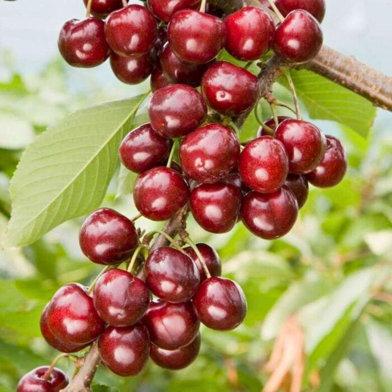 Vyšnios trešnės hibridas 'METEOR'