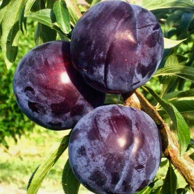 Japoninė slyva ‘Black amber’