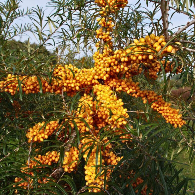 Šaltalankis „Friesdorfer Orange 