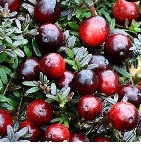 Spanguolė 'Early black'