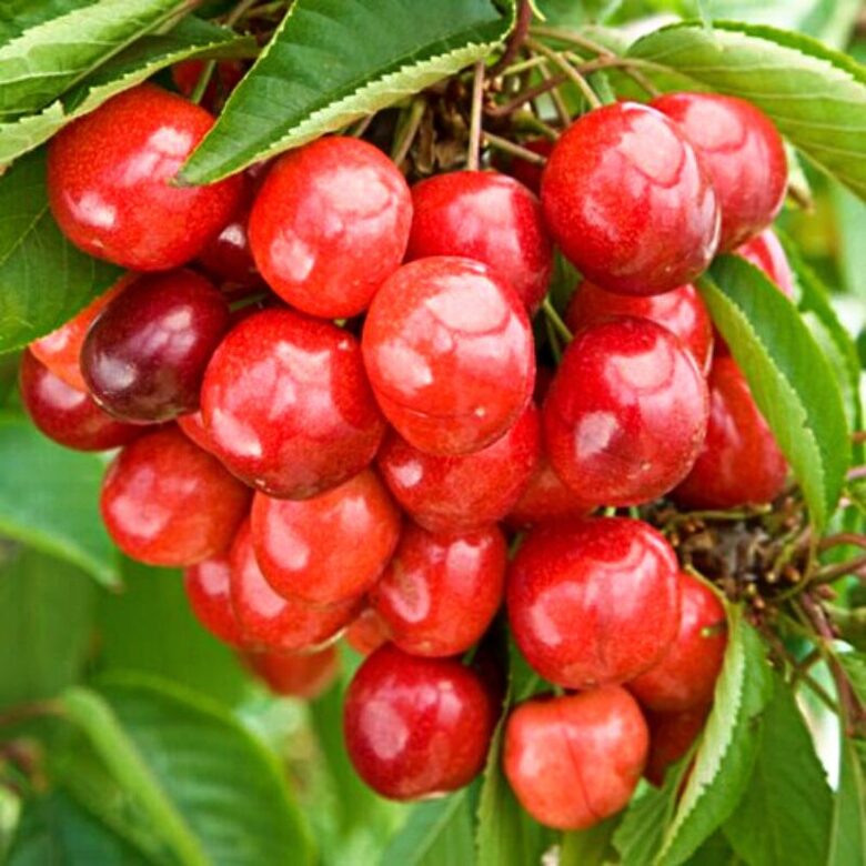 Savidulkė Trešnė "LAPINS"