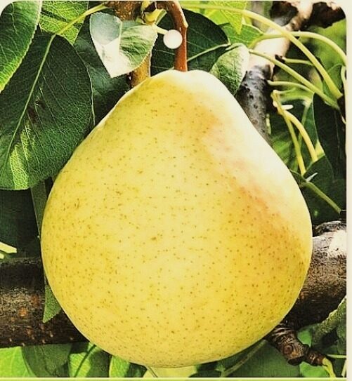 Vasarinė kriaušė ALFA