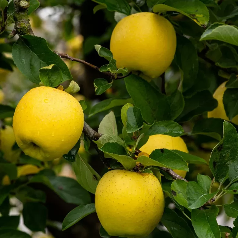 Žieminė obelis "GOLDEN DELICIOUS"