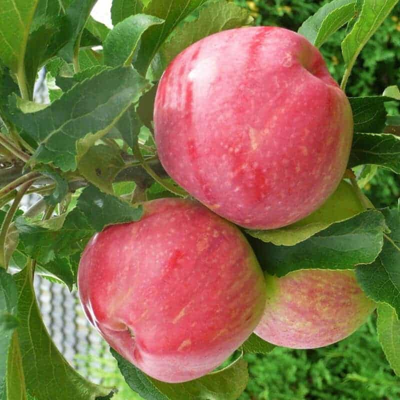 Koloninė obelis ‘Uldis’