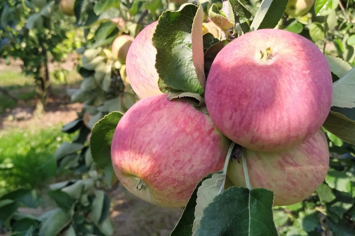 Vasarinė obelis "PIROS"