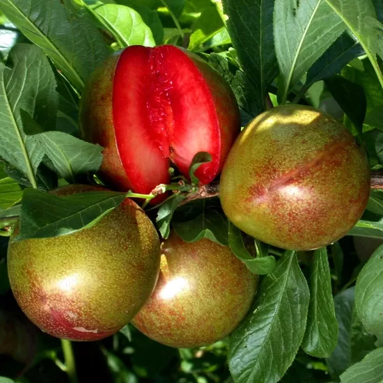 Abrikosinė slyva 'FLAWOUR SUPREME'