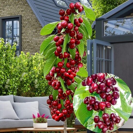 Koloninis vyšnios – trešnės hibridas ‘Karolina’