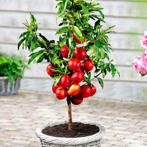 Nykštukiniai / koloniniai vaismedžiai