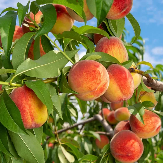 Naujiena Persikas 'Sočnyj'
