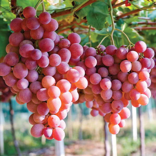 Vynuogė vitis 'EINSET SEEDLES'