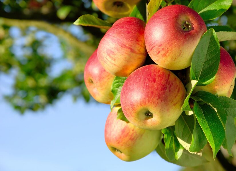 Obelų sodinukai