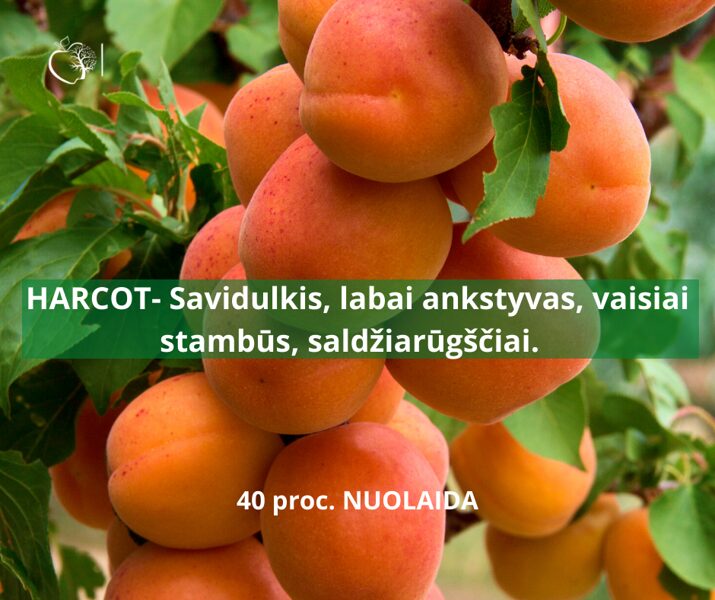 Abrikosai-nektarinai