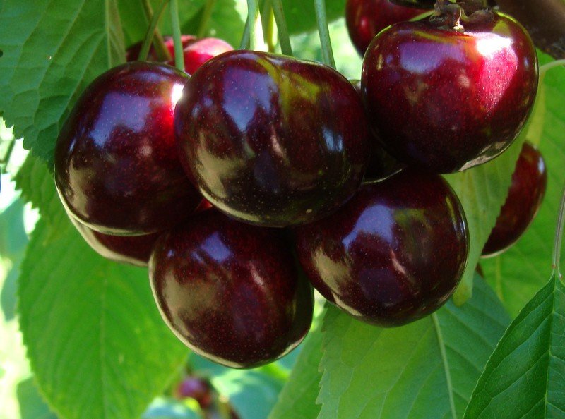 Vyšnių sodinukai