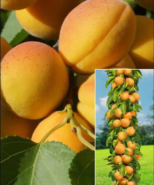 Koloninis abrikosas ‘COMPACTA’