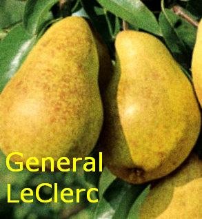 Rudeninė kriaušė "GENERAL LECLERC"