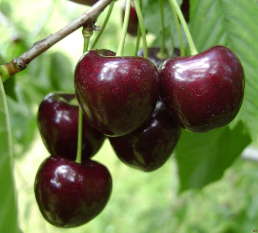 Trešnė "KORDIA"