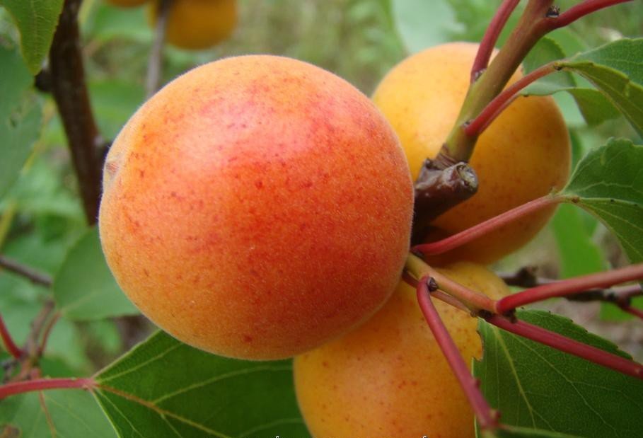 Abrikosai-nektarinai