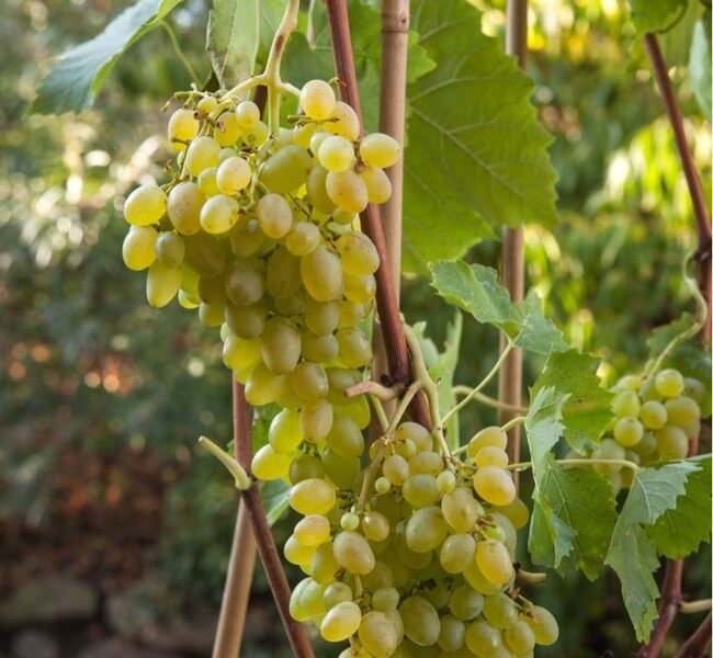 Vynuogė vitis 'Remaily Seedless' 