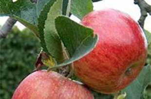 Rudeninė obelis "RUDENS DRYŽUOTASIS"